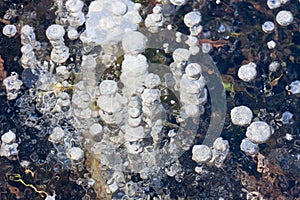 Air bubbles in the ice