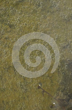 Air bubbles trapped in a pool of water