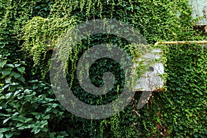 Air conditioner heat pump external unit covered in creeping plant