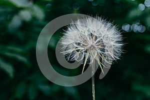 Air dandelion on fresh green background. Close-up, place for text. Concept image for dreaming, evanescence, lightness of being