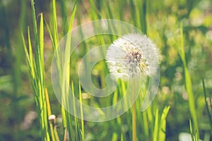 Air dandelion on a green field. Summer natural background. Rays of the sun through the grass.