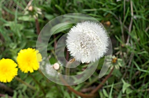 Air dandelions on a green field