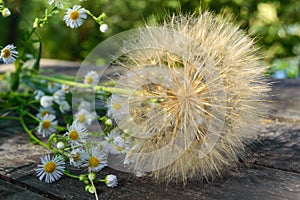 Air dry flower in the form of umbrellas (similar to dandelion) and field daisies on a wooden table