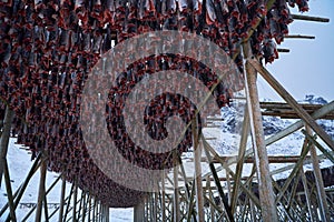 Air drying of Salmon fish on wooden structure at Scandinavian winter