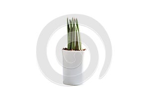 Air filtering or small plant concept. Sansevieria Cylindrica growth in white ceramic flower pot isolated on white background,