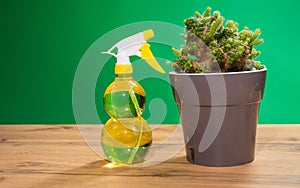 Air freshening fabric softener spray bottle. Spraying water on indoor plants, green cactus. Spray bottle with lemon