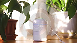 Air humidifier . Humidification of the air for flowers. Care of plants .