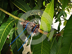 Air Layering Fruit Trees in mango tree