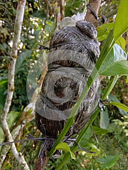 Air Layering Technique on a Citrus Tree Branch photo