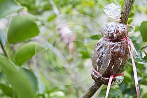 Air layering plant