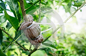 Air layering a pomelo tree branch in an organic garden. Air layering plant propagation. Organic agriculture farm. Orchard