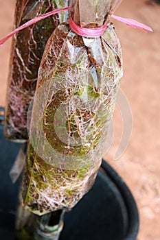 Air layering sugarcane stalks