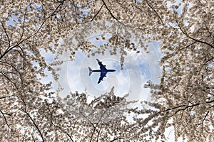 Air plane over the cherry blossom trees