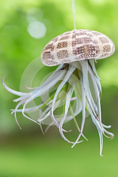 Air Plant