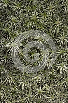 Air Plant Background