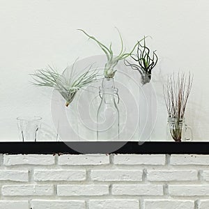 Air plant in bottlet on a brick wall