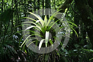 Air plant in Fakahatchee Strand State Preserve, Florida.