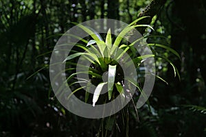 Air plant in Fakahatchee Strand State Preserve, Florida.