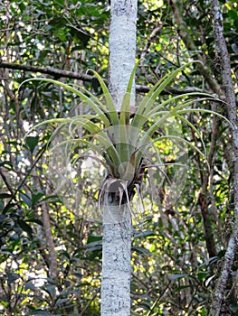 Air plant at Fern Forest Nature Center