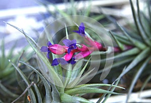 Air plant flower