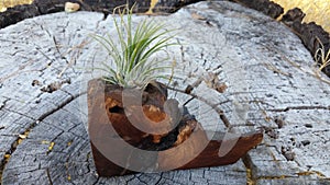 Air Plant Handcrafted Wooden Burl Display