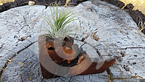 Air Plant Handcrafted Wooden Burl Display photo