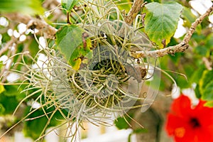 Air plant on hibiscus tree