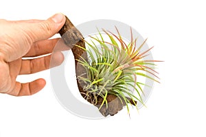 Air plant isolated on white background. Tillandsia ionantha. Tillandsia are low-maintenance plants that require no soil, just