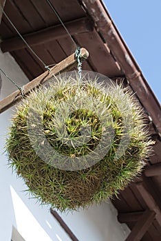 Air plant. Tillandsia