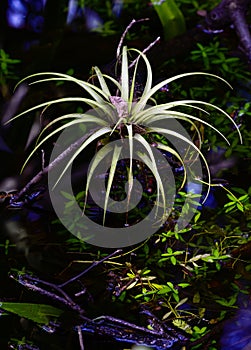 Air plant Tillandsia Capitata