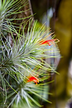 Air plant Tillandsia spp with red flowers hanging on a piece of wood