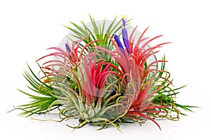 The Air Plants.