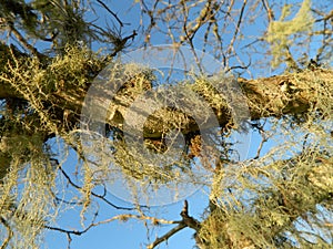 Air plants