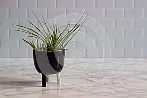 Air plants in ceramic pot, marble counter, white subway tile