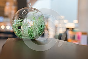 Air plants in glass ball