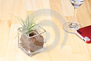 Air plants in a glass vase on the floor