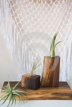 Air plants in retro vases with macrame backdrop