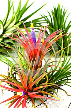 The Air Plants.