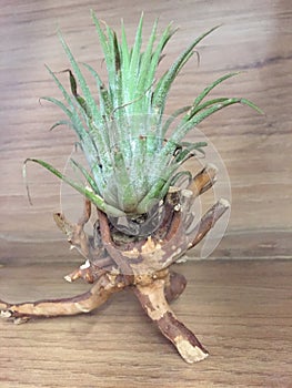 Air Plants on a wooden stand