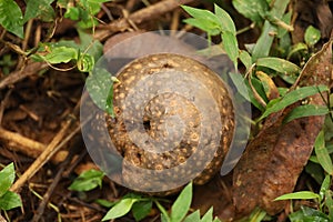 Air potato on Bolaven Plateau