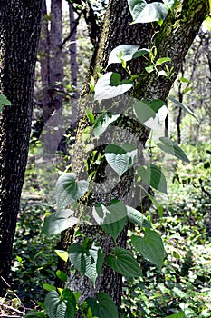 Air potato climbing plant