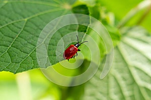 Air potato leaf beetle Lilioceris cheni, red, on leaf - Davie, Florida, USA