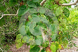 Air potato plant Dioscorea bulbifera with leaves eaten by air potato leaf beetle Lilioceris cheni - Davie, Florida