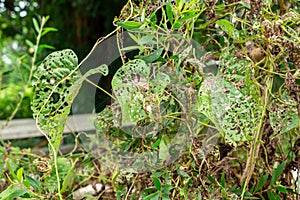 Air potato plant Dioscorea bulbifera with leaves eaten by air potato leaf beetle Lilioceris cheni - Davie, Florida, USA