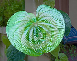 Air potato vine leaf closeup