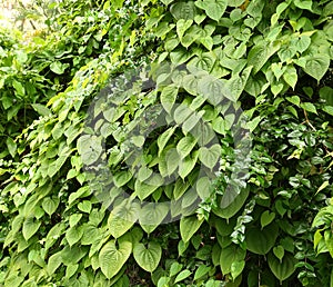 Air potato vines growing out of control