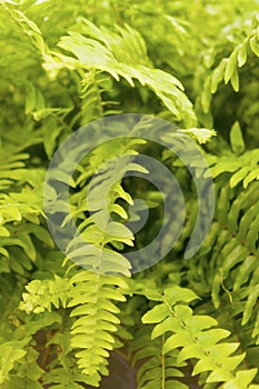 Air purifying plant photo