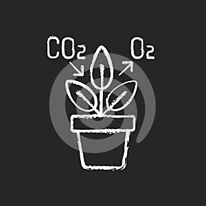 Air purifying plant chalk white icon on black background