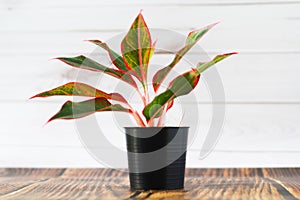 Air purifying plants in black pots And white wooden background wall