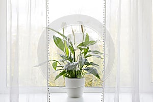 Air puryfing house plants in home concept.